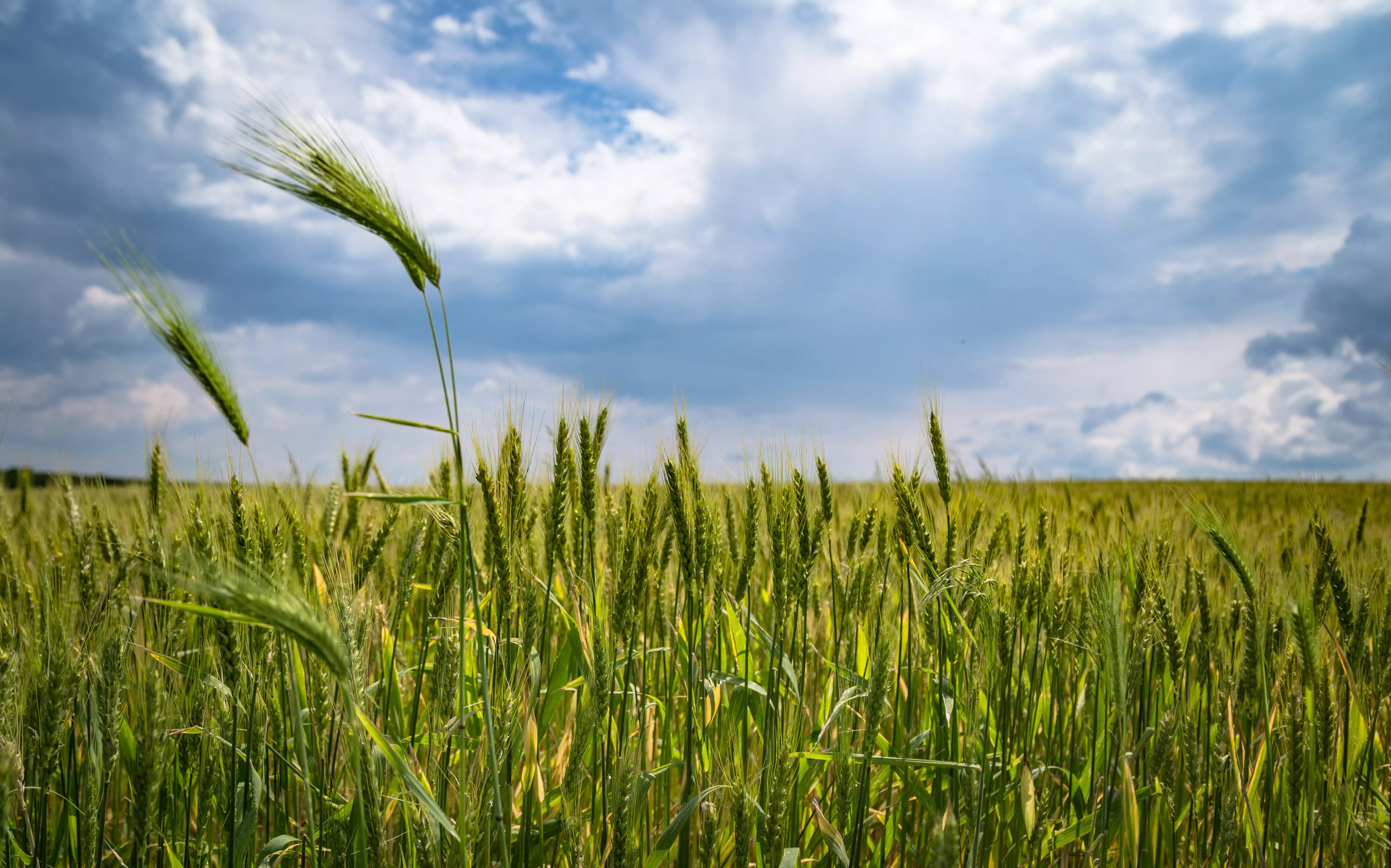 agriculture-barley-clouds-221016(1)