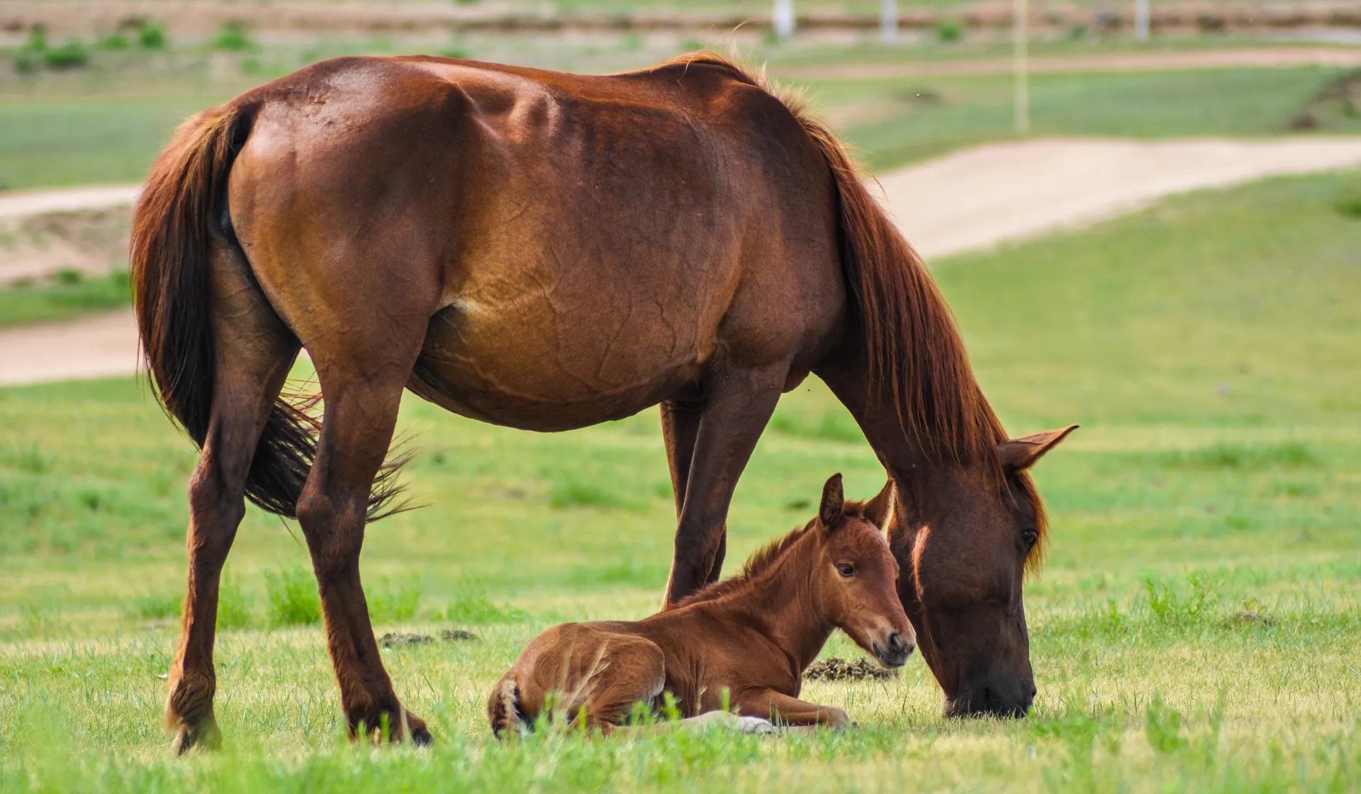 horse-2504676_1920
